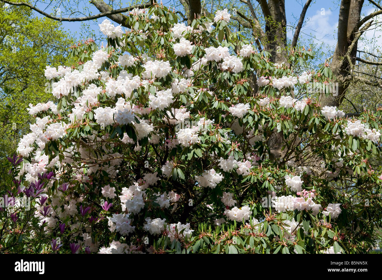 Rhododendron `Beauty of Littleworth` Stock Photo